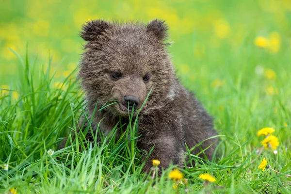 Коричневий ведмідь куб граючи на літній полі — стокове фото