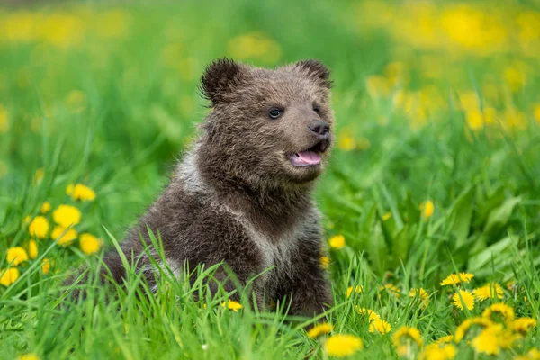Brown cachorro de oso jugando en el campo de verano — Foto de Stock
