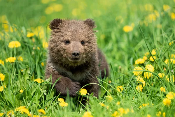 Brown urso filhote jogando no campo de verão — Fotografia de Stock