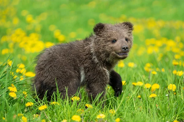 夏のフィールドで遊ぶヒグマのカブ — ストック写真