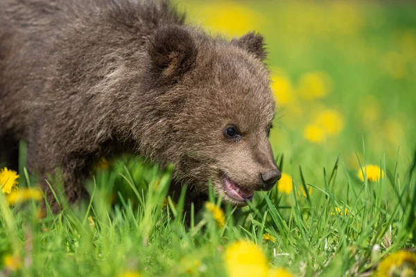 Brown cachorro de oso jugando en el campo de verano — Foto de Stock