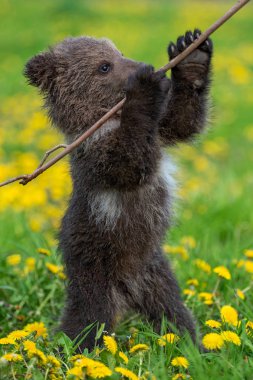 Yaz sahasında oynayan kahverengi ayı yavrusu