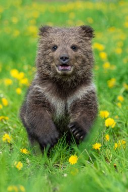 Yaz sahasında oynayan kahverengi ayı yavrusu