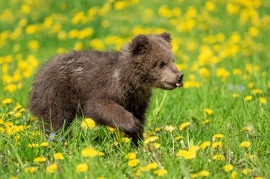 Yaz sahasında oynayan kahverengi ayı yavrusu