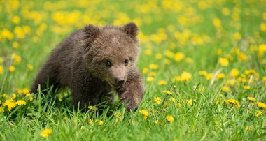 Yaz sahasında oynayan kahverengi ayı yavrusu