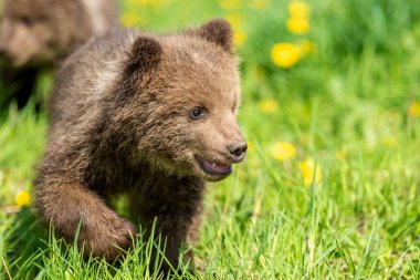 Yaz sahasında oynayan kahverengi ayı yavrusu