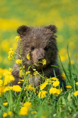 Yaz sahasında oynayan kahverengi ayı yavrusu