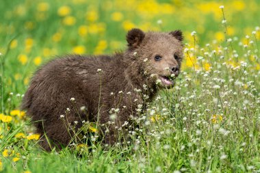 Yaz sahasında oynayan kahverengi ayı yavrusu