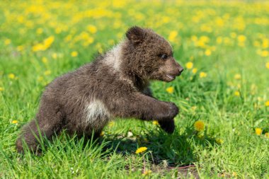 Yaz sahasında oynayan kahverengi ayı yavrusu
