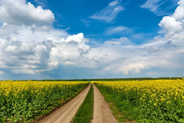 Väg i rield av gul rapsfrö mot och blå himmel — Stockfoto