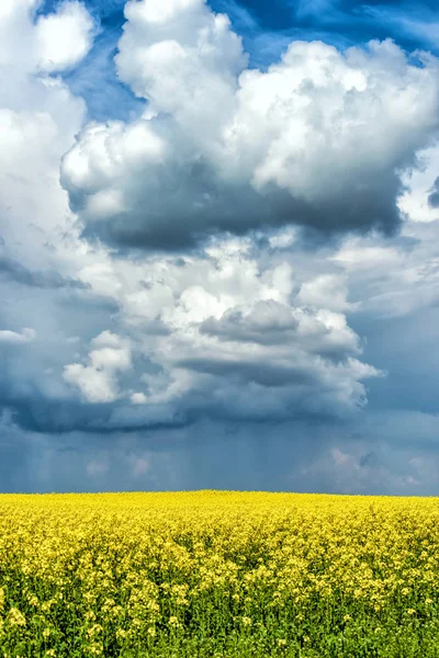 Våren blomma fält och blå himmel — Stockfoto