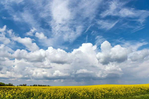 Våren blomma fält och blå himmel — Stockfoto