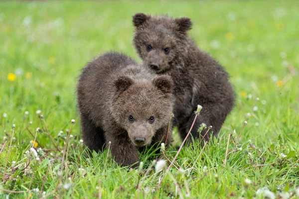 Zwei Braunbärenbabys spielen auf dem Sommerfeld — Stockfoto