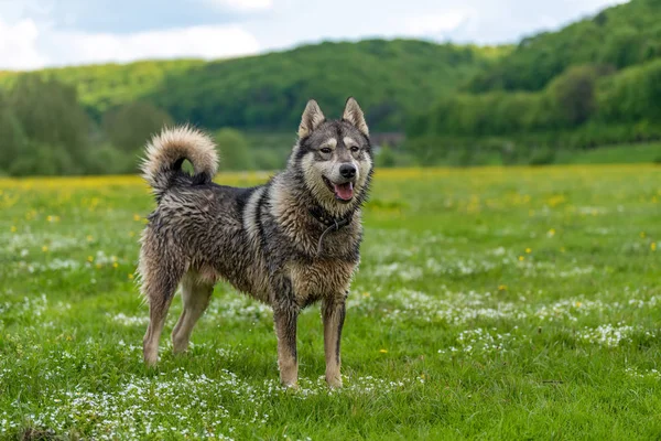 Cão fica na grama com pequenas flores brancas — Fotografia de Stock