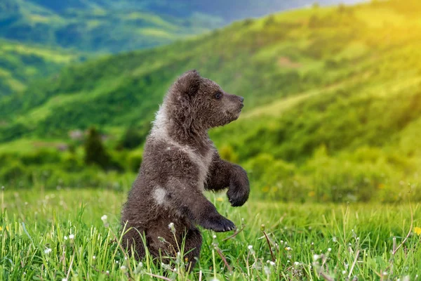 Καφέ αρκουδάκι που παίζει στο καλοκαιρινό βουνό — Φωτογραφία Αρχείου