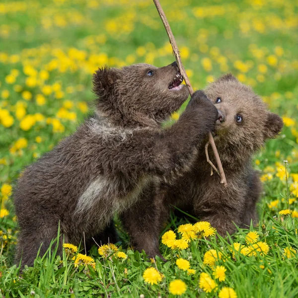 Brown bear cub playing on the summer field — Stock Photo, Image