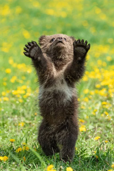 Brown urso filhote jogando no campo de verão — Fotografia de Stock