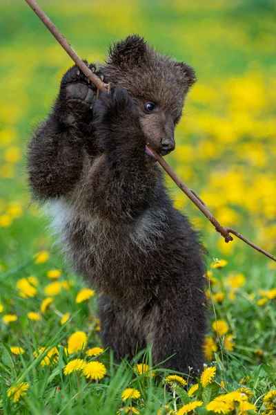 Brown urso filhote jogando no campo de verão — Fotografia de Stock