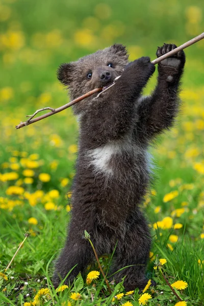 Brown bear cub playing on the summer field — Stock Photo, Image