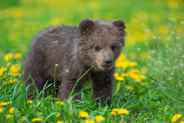 Коричневий ведмідь куб граючи на літній полі — стокове фото