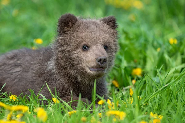 Brown cachorro de oso jugando en el campo de verano — Foto de Stock