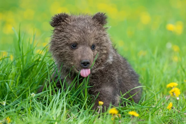 棕熊幼崽在夏天的田野上玩耍 — 图库照片