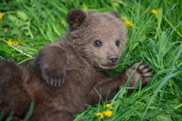 Brown cachorro de oso jugando en el campo de verano —  Fotos de Stock