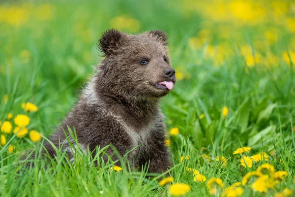 उन्हाळ्यात शेतात तपकिरी अस्वल क्यूब खेळत — स्टॉक फोटो, इमेज
