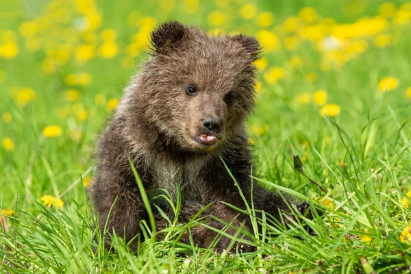 Bruine beer cub spelen op de zomer veld — Stockfoto