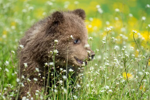 Brown cachorro de oso jugando en el campo de verano —  Fotos de Stock