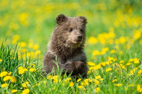 Коричневий ведмідь куб граючи на літній полі — стокове фото