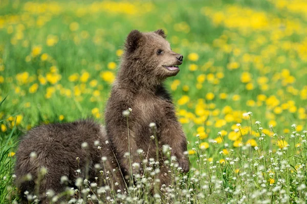 夏のフィールドで遊ぶヒグマのカブ — ストック写真