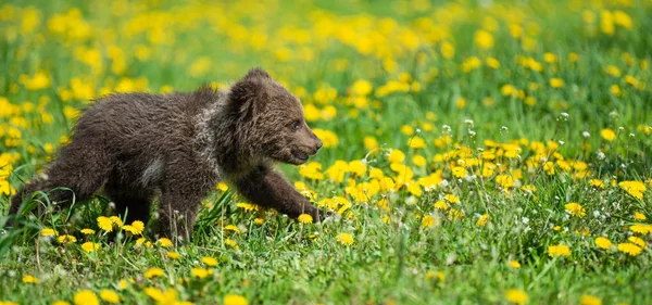 夏のフィールドで遊ぶヒグマのカブ — ストック写真