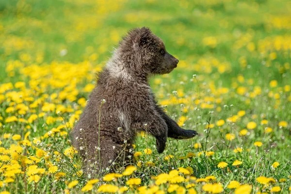 Brown urso filhote jogando no campo de verão — Fotografia de Stock