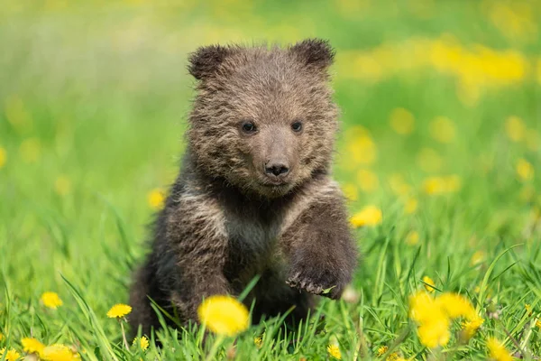 Brown urso filhote jogando no campo de verão — Fotografia de Stock