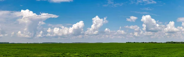 Field of green grass with white clouds — Stock Photo, Image