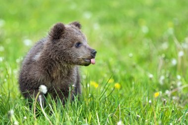 Yaz sahasında oynayan kahverengi ayı yavrusu