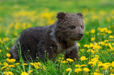 Yaz sahasında oynayan kahverengi ayı yavrusu