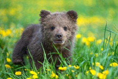 Yaz sahasında oynayan kahverengi ayı yavrusu