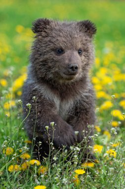 Yaz sahasında oynayan kahverengi ayı yavrusu