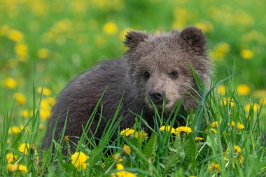 Yaz sahasında oynayan kahverengi ayı yavrusu