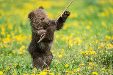 Yaz sahasında oynayan kahverengi ayı yavrusu