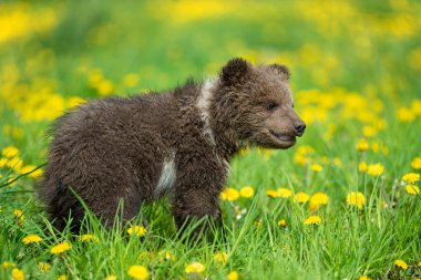 Yaz sahasında oynayan kahverengi ayı yavrusu