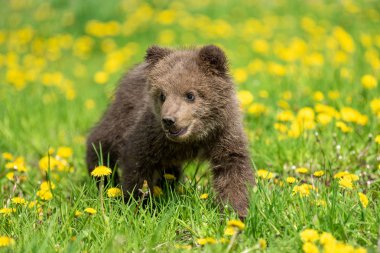 Yaz sahasında oynayan kahverengi ayı yavrusu