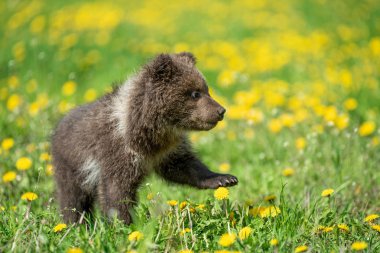 Yaz sahasında oynayan kahverengi ayı yavrusu