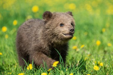 Yaz sahasında oynayan kahverengi ayı yavrusu