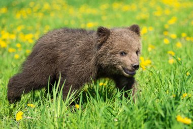 Yaz sahasında oynayan kahverengi ayı yavrusu