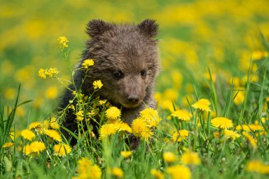 Yaz sahasında oynayan kahverengi ayı yavrusu