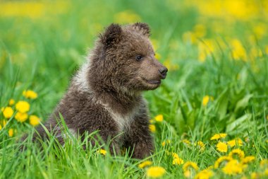 Yaz sahasında oynayan kahverengi ayı yavrusu