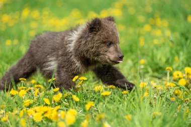 Yaz sahasında oynayan kahverengi ayı yavrusu